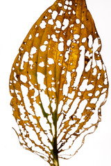 Close ups of dried leaves