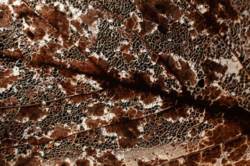 Close ups of dried leaves