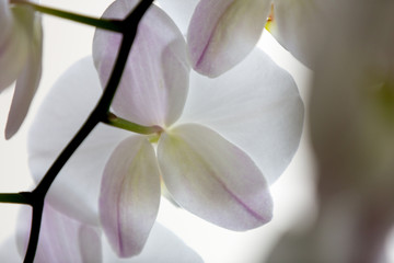 Close up details of orchid