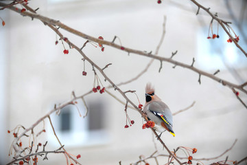 wild forest bird lives in the city and sits on a tree against the background of house Windows