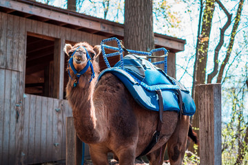 Camel rides at the John Ball Zoo