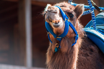 Obraz premium Close up shot of a camel at the John Ball Zoo