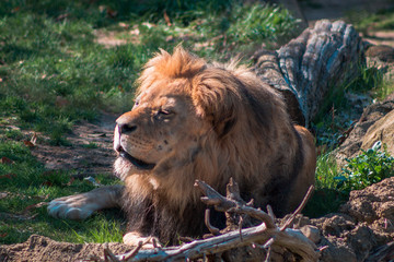 Lion laying in the sun at the John Ball Zoo in Grand Rapids Michigan