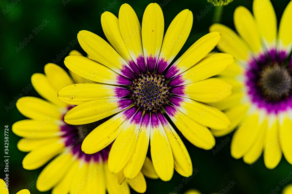 Wall mural yellow flower