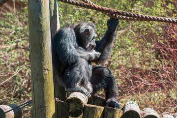 Lounging spider monkey at the John Ball Zoo