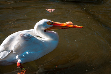 Pelican swimming at the John Ball Zoo in Grand Rapids Michigan