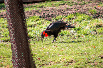Southern Ground Hornbill roaming in a field at the John Ball Zoo