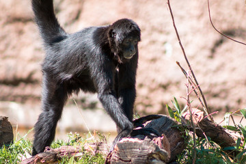 Spidermonkey climbing over a rock at the John Ball Zoo