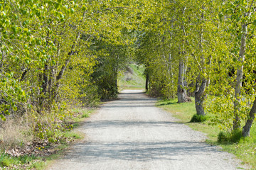 Pathway lined by avenue of trees and green grass in springtime