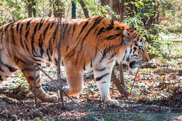 Tiger roaming in its enclosure on a sunny day at the John Ball Zoo in Grand Rapids Michigan