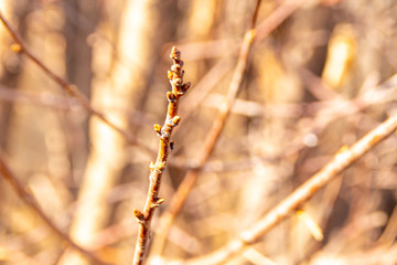 apple tree buds in spring, selective focus