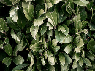 bay leaf, bush plant. texture.spice for culinary products
