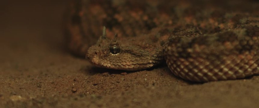 Close up of horned viper snake taking out its tongue while moving. CLOSE UP, SHALLOW DOF, SLOW MOTION, BMPCC 4K.