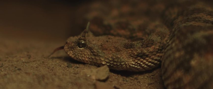 Close up of horned viper snake taking out its tongue while moving. CLOSE UP, SHALLOW DOF, SLOW MOTION, BMPCC 4K.