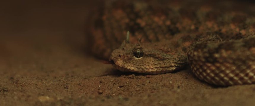 Close up of horned viper snake taking out its tongue while moving. CLOSE UP, SHALLOW DOF, SLOW MOTION, BMPCC 4K.