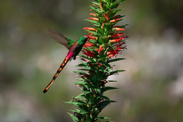 Fototapeta premium Colibrí de cola roja que vuela alrededor de flores rojas en las montañas de Córdoba Argentina