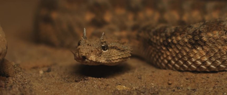 Close up of horned viper snake taking out its tongue while moving. CLOSE UP, SHALLOW DOF, SLOW MOTION, BMPCC 4K.