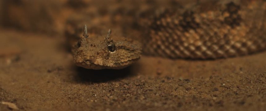 Close up of horned viper snake taking out its tongue while moving. CLOSE UP, SHALLOW DOF, SLOW MOTION, BMPCC 4K.