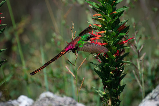 colibr&iacute; cometa volando alrededor de flores rojas en las monta&ntilde;as de cordoba argentina