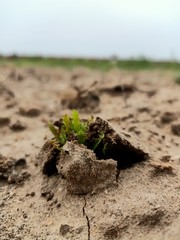 plant in the soil
