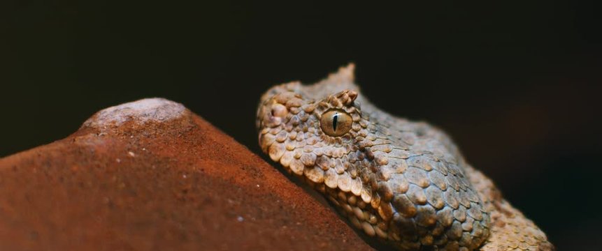 Close up of horned viper snake taking out its tongue while lying on the ground against black background. CLOSE UP, SHALLOW DEPTH OF FIELD, SLOW MOTION, BMPCC 4K.