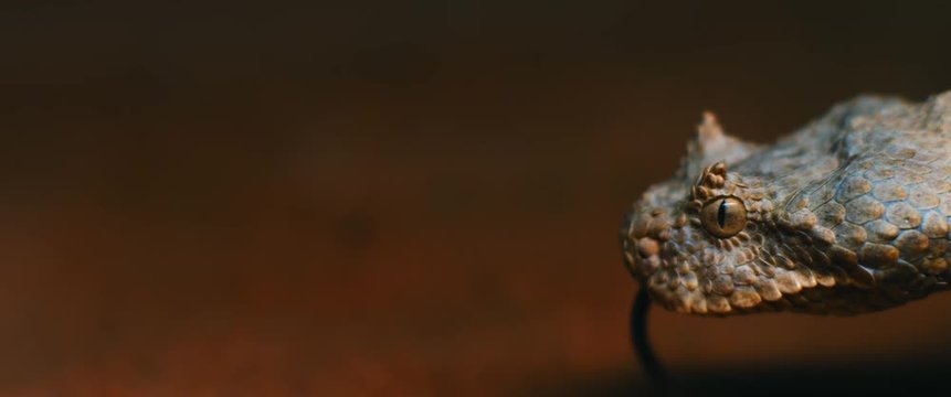 Close up of horned viper snake taking out its tongue while moving. CLOSE UP, SHALLOW DEPTH OF FIELD, SLOW MOTION, BMPCC 4K.