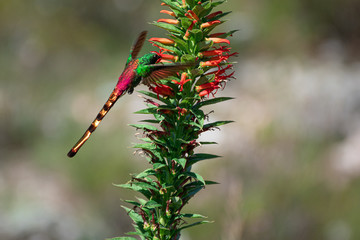 colibrí cometa volando alrededor de flores rojas en las montañas de cordoba argentina