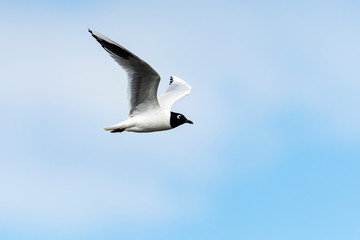 ズグロカモメ成鳥夏羽(Saunders's gull)
