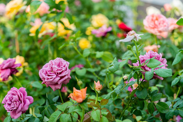 Colorful roses