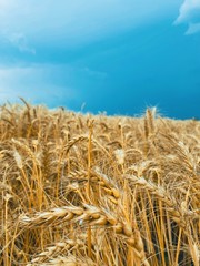 Plakat field of wheat