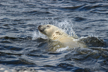 Polar Bear swimming in the ocean