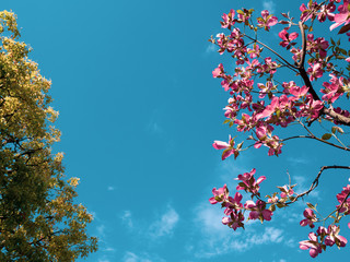 青空と赤いハナミズキの花