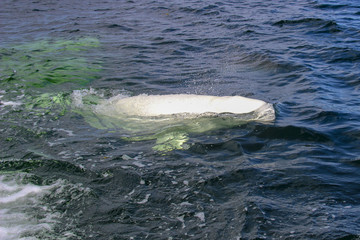 Beluga whales playing in the ocean