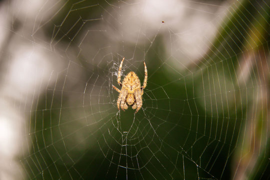Sun light catching spiders web