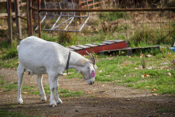 Obraz na płótnie Canvas White goat in a farm