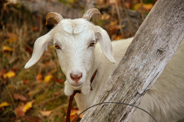 White goat in a farm