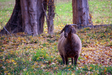 Brown goat in a farmyard