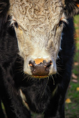 Close up profile of cow