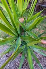 aloe vera plant