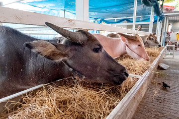 Black common buffalo eating brown hay in its cattle stable