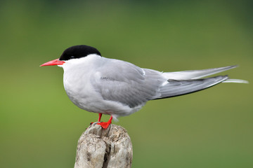 A solitary adult Arctic Tern (Sterna paradisaea) on a stump with green background