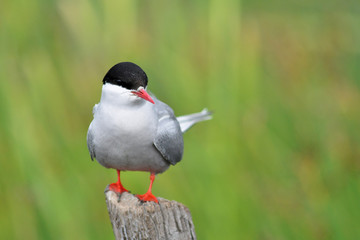 A solitary adult Arctic Tern (Sterna paradisaea) on a stump with green background