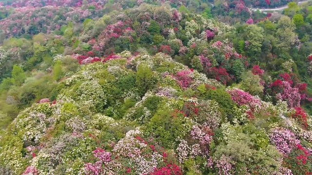 Bijie Baili Azalea scenic area in Bijie, southwest China's Guizhou province. About 125-square-kilometer Azalea in the scenic area has entered full blossom season recently (aerial photography)