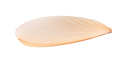 Insect wings isolated on white background