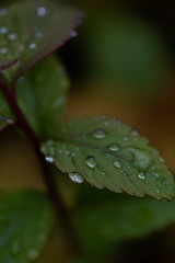 Green plant leaves with dew, rain droplets close up view, micro photography. 