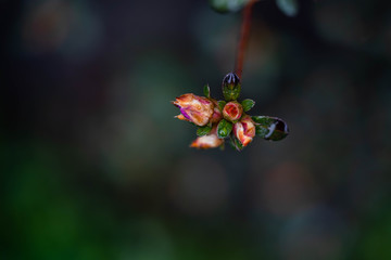 Little tiny colorful flowers close up look in Central Park in New York flora and fauna. micro photography. 