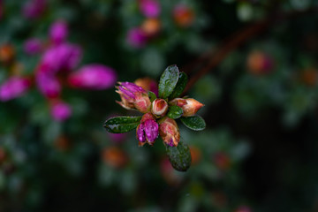 Little tiny colorful flowers close up look in Central Park in New York flora and fauna. micro photography. 
