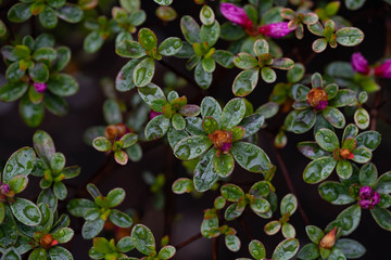 Little tiny colorful flowers close up look in Central Park in New York flora and fauna. micro photography. 