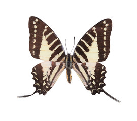 Fototapeta premium the butterfly isolated