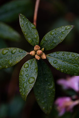 Green plant leaves with dew, rain droplets close up view, micro photography. 